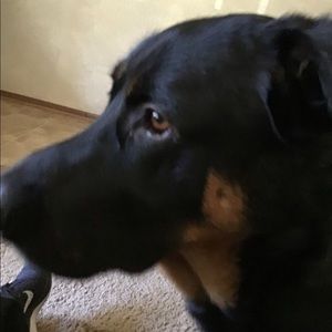 Meet your Posher, Amber